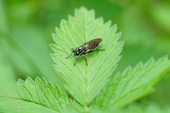 Viroinval, juni 2019, Bart Fotografie-139