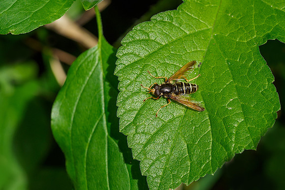 Viroinval, juni 2019, Bart Fotografie-140