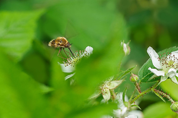 Viroinval, juni 2019, Bart Fotografie-141