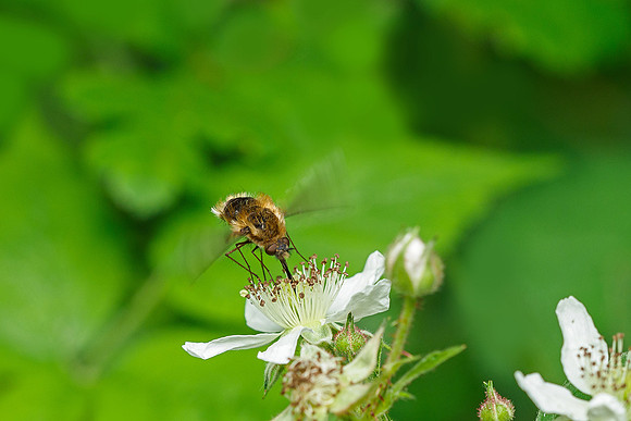 Viroinval, juni 2019, Bart Fotografie-142