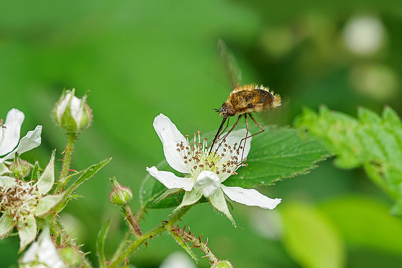 Viroinval, juni 2019, Bart Fotografie-143