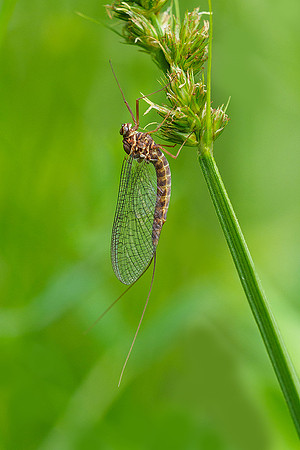 Viroinval, juni 2019, Bart Fotografie-144