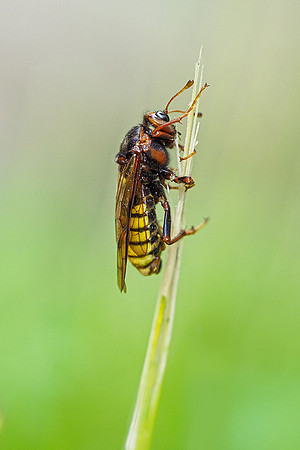 Viroinval, juni 2019, Bart Fotografie-146