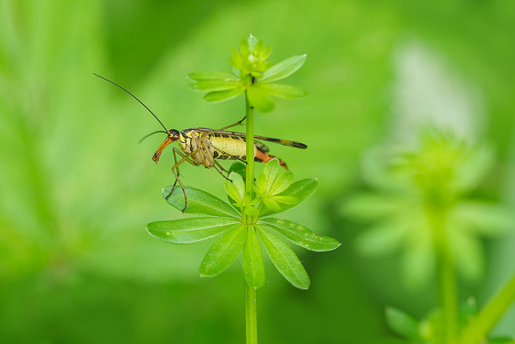 Viroinval, juni 2019, Bart Fotografie-145
