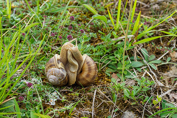 Viroinval, juni 2019, Bart Fotografie-148