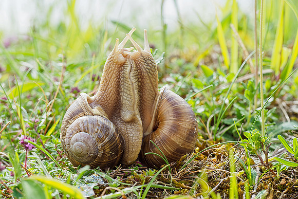 Viroinval, juni 2019, Bart Fotografie-149