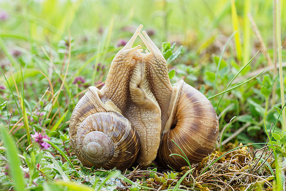 Viroinval, juni 2019, Bart Fotografie-150