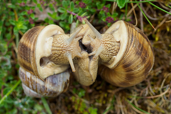 Viroinval, juni 2019, Bart Fotografie-153