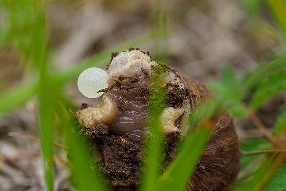 Viroinval, juni 2019, Bart Fotografie-155