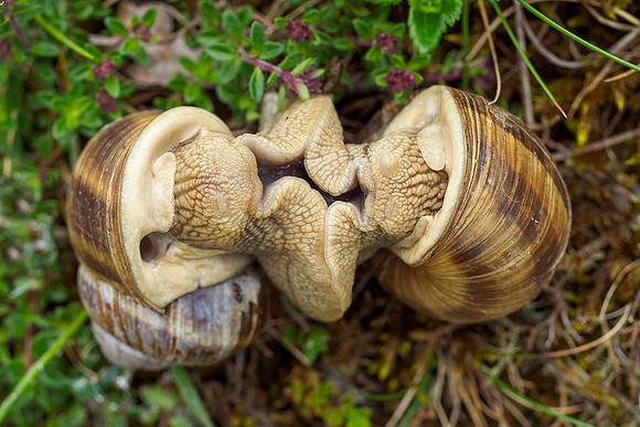 Viroinval, juni 2019, Bart Fotografie-154
