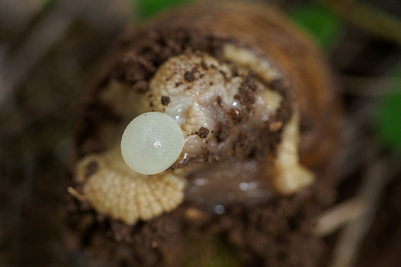 Viroinval, juni 2019, Bart Fotografie-156
