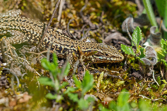 Viroinval, juni 2019, Bart Fotografie-159