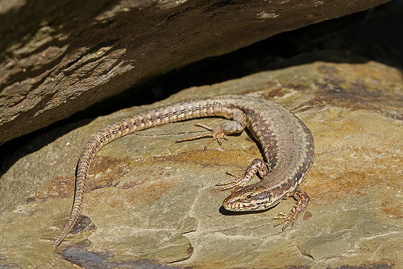 Viroinval, juni 2019, Bart Fotografie-161