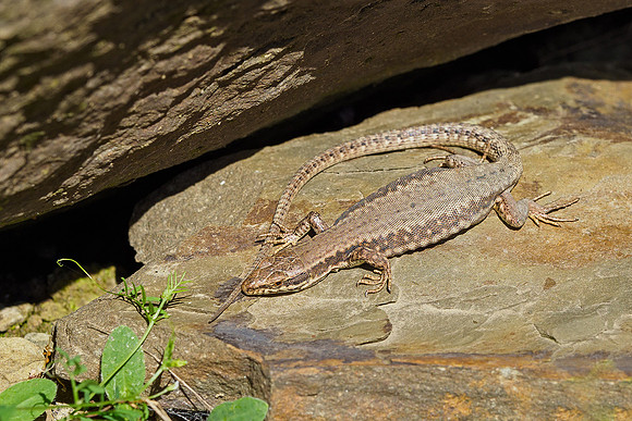 Viroinval, juni 2019, Bart Fotografie-162