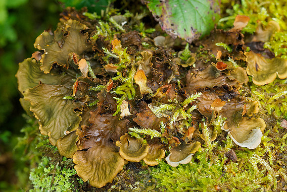 Viroinval, juni 2019, Bart Fotografie-163