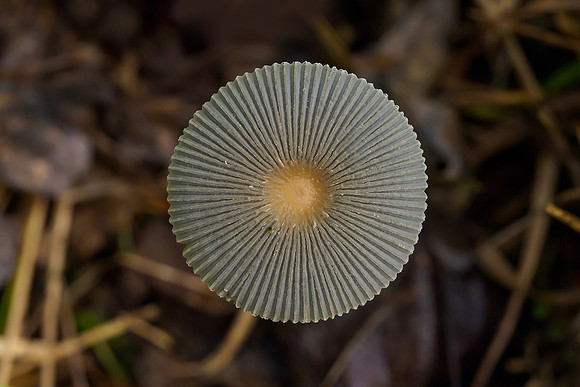 Viroinval, juni 2019, Bart Fotografie-164