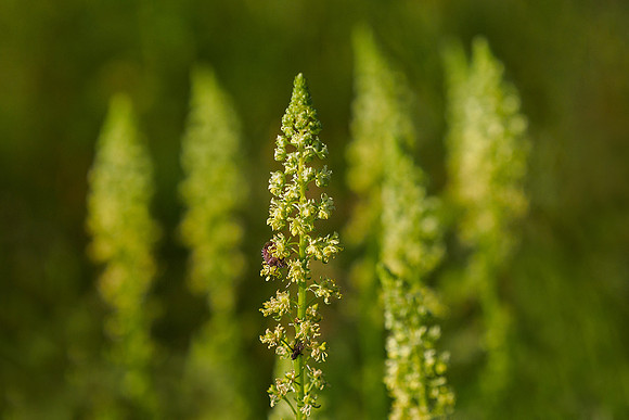 Viroinval, juni 2019, Bart Fotografie-166