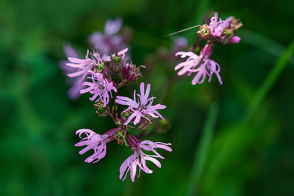 Viroinval, juni 2019, Bart Fotografie-167
