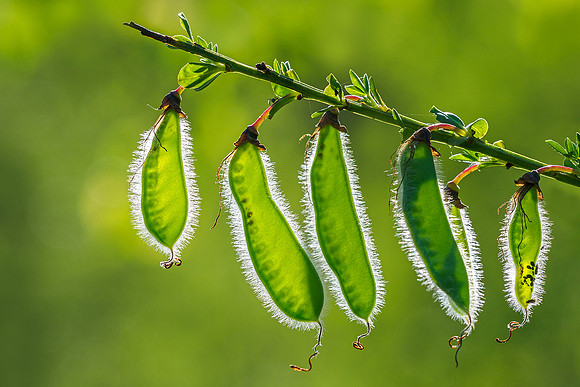 Viroinval, juni 2019, Bart Fotografie-169