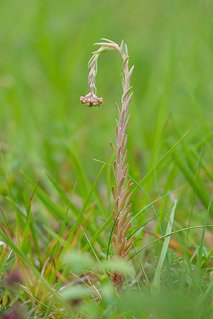 Viroinval, juni 2019, Bart Fotografie-171