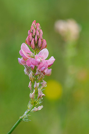 Viroinval, juni 2019, Bart Fotografie-172