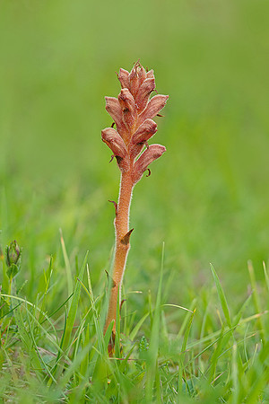 Viroinval, juni 2019, Bart Fotografie-173
