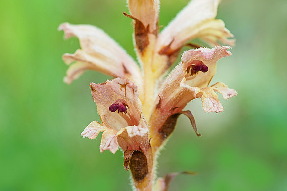 Viroinval, juni 2019, Bart Fotografie-174