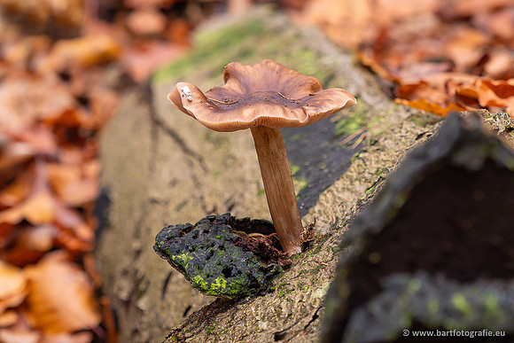 Paddenstoelen 2024-126