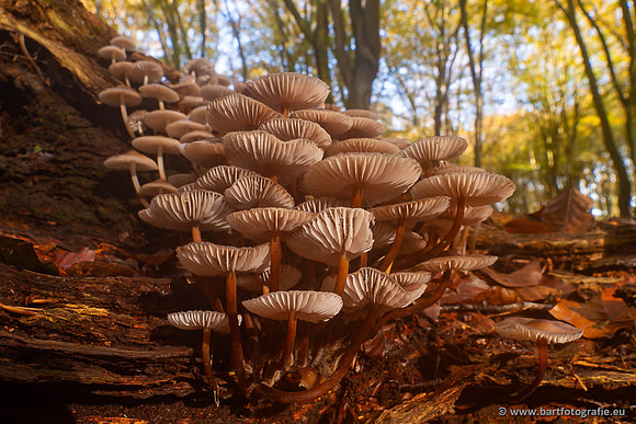 Paddenstoelen 2024-059