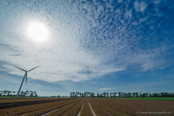 De Wit bloembollen 240619-005