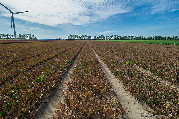 De Wit bloembollen 240619-004