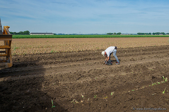 De Wit bloembollen 240619-024
