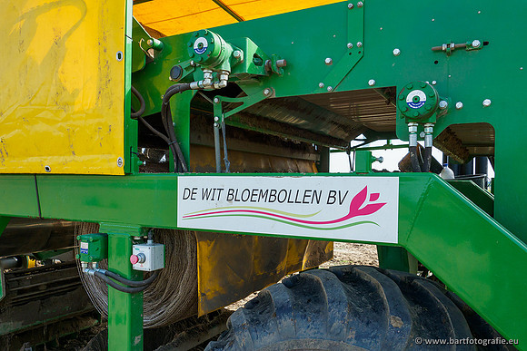 De Wit bloembollen 240619-027