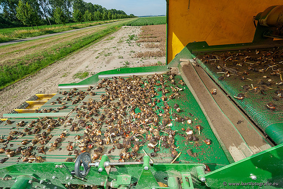 De Wit bloembollen 240619-056