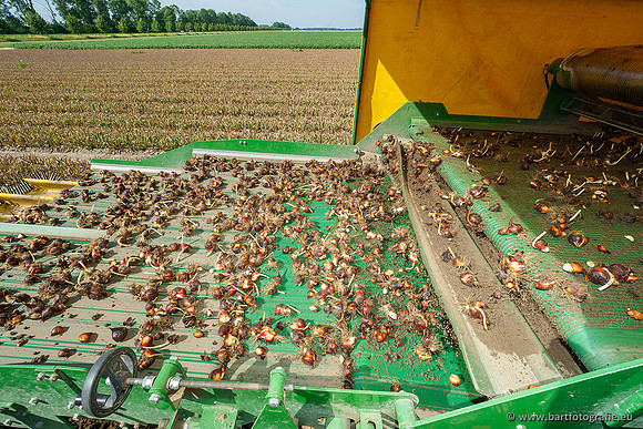 De Wit bloembollen 240619-057