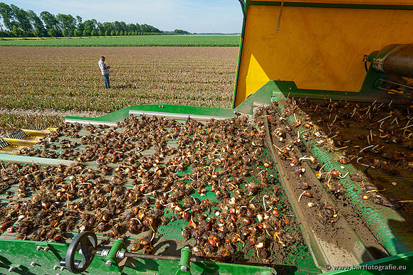 De Wit bloembollen 240619-058