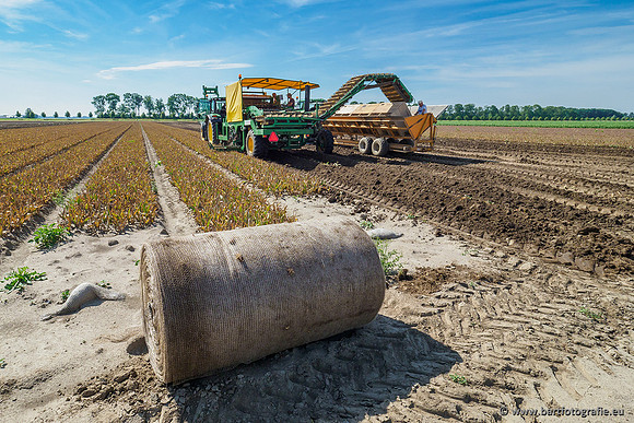 De Wit bloembollen 240619-073