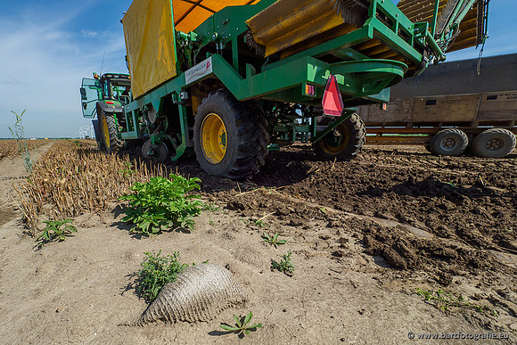 De Wit bloembollen 240619-080