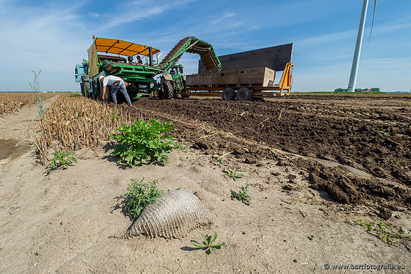 De Wit bloembollen 240619-083