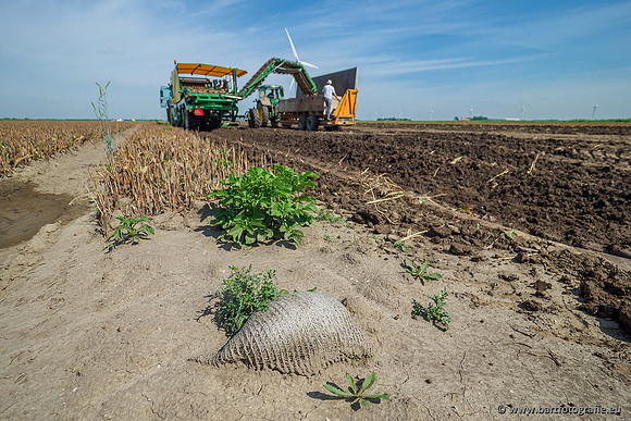 De Wit bloembollen 240619-084