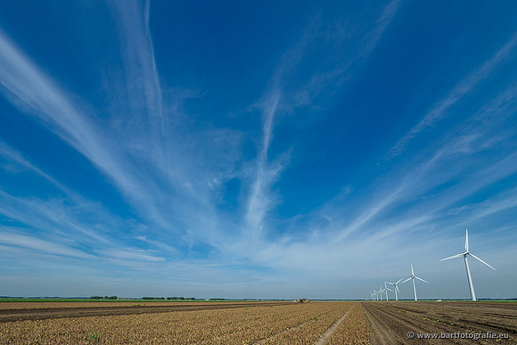 De Wit bloembollen 240619-085