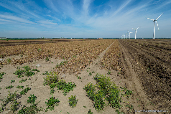 De Wit bloembollen 240619-086