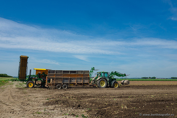 De Wit bloembollen 240619-087
