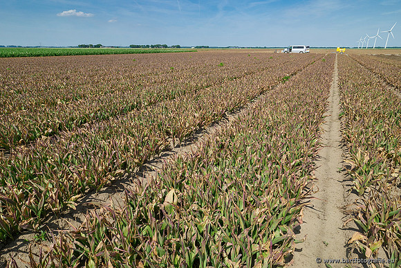 De Wit bloembollen 240619-150