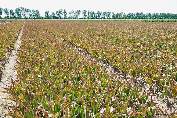 De Wit bloembollen 240619-151