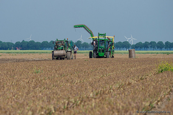 De Wit bloembollen 240619-160