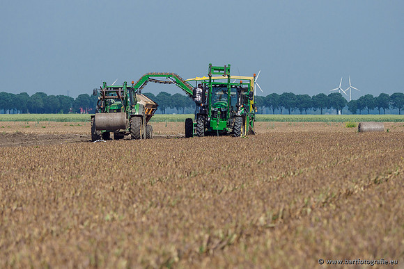 De Wit bloembollen 240619-161