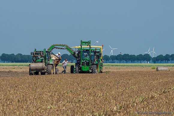 De Wit bloembollen 240619-162