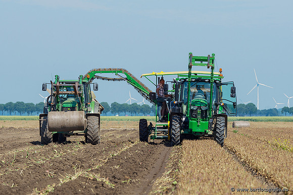 De Wit bloembollen 240619-164