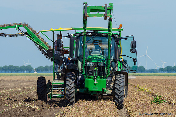 De Wit bloembollen 240619-165